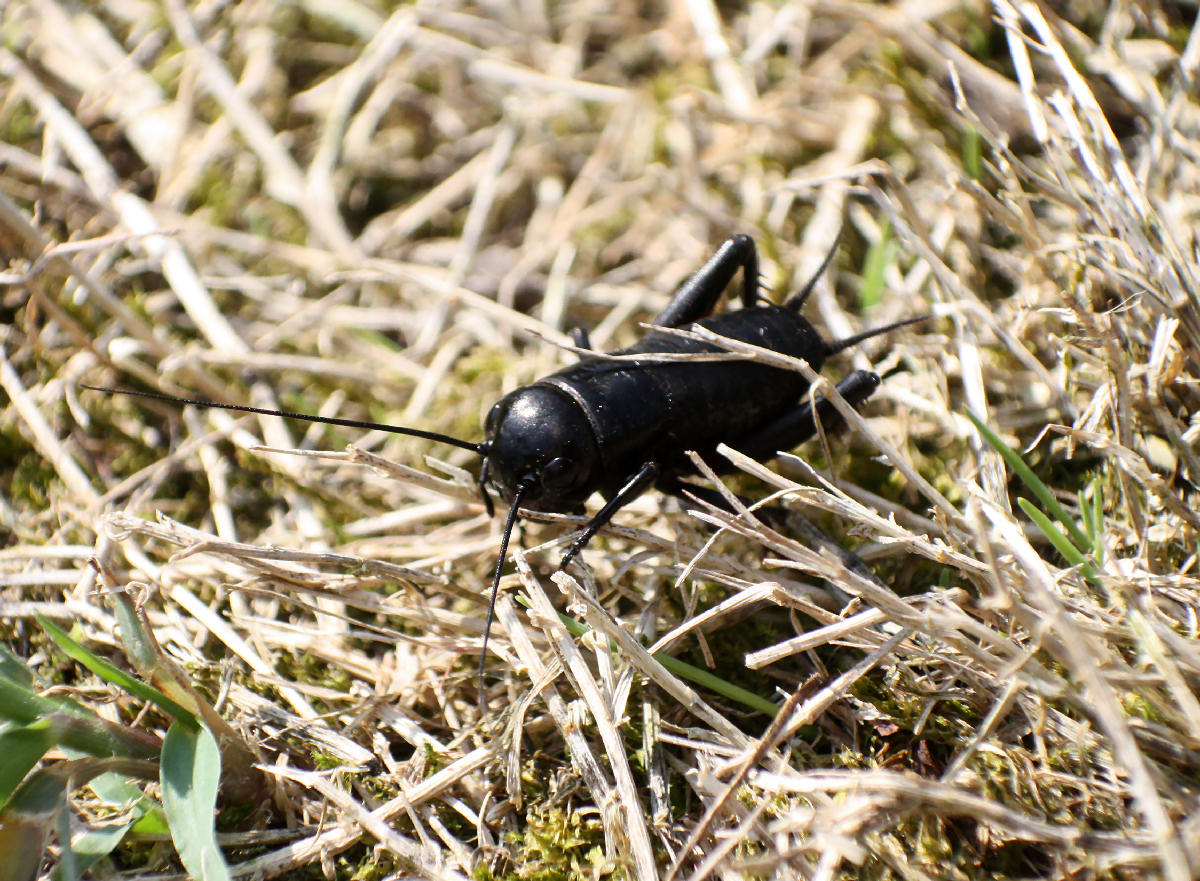 grillo da identificare